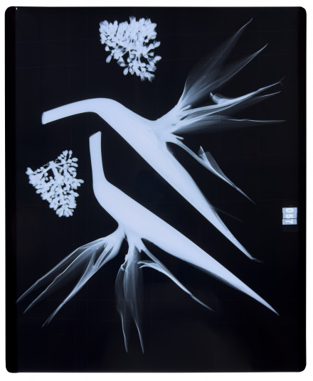 Azuma Makoto Exhibition X-Ray FLOWERS | 京都で遊ぼうART